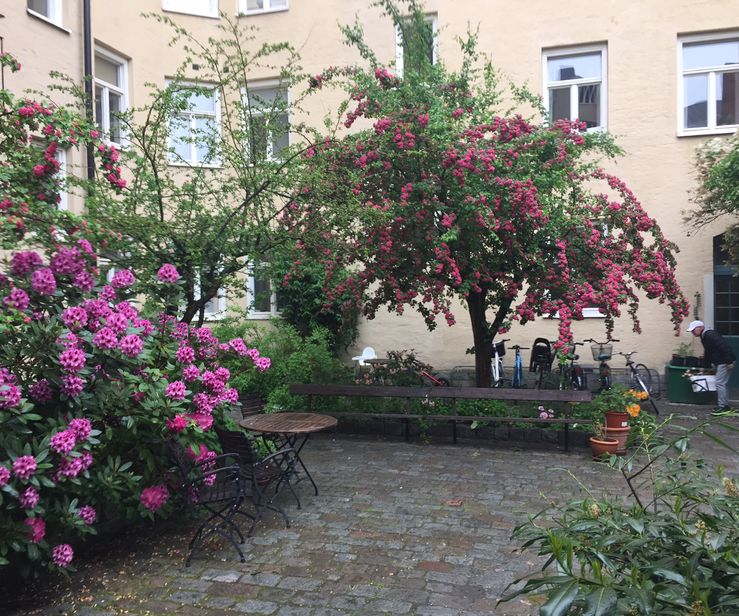 Rhododendron och rosenhaggtorn